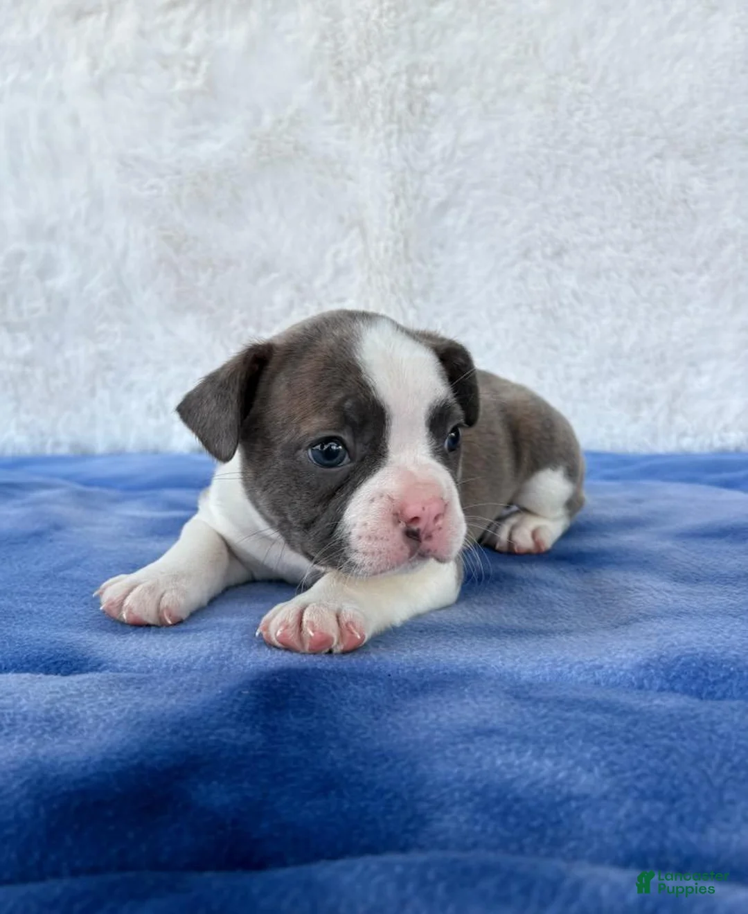 Frenchton dogs for sale: Stryker  - Ad 2
