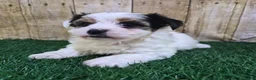 Biewer Terrier dogs for sale: Chanel Female Biewer Terrier - Ad 7