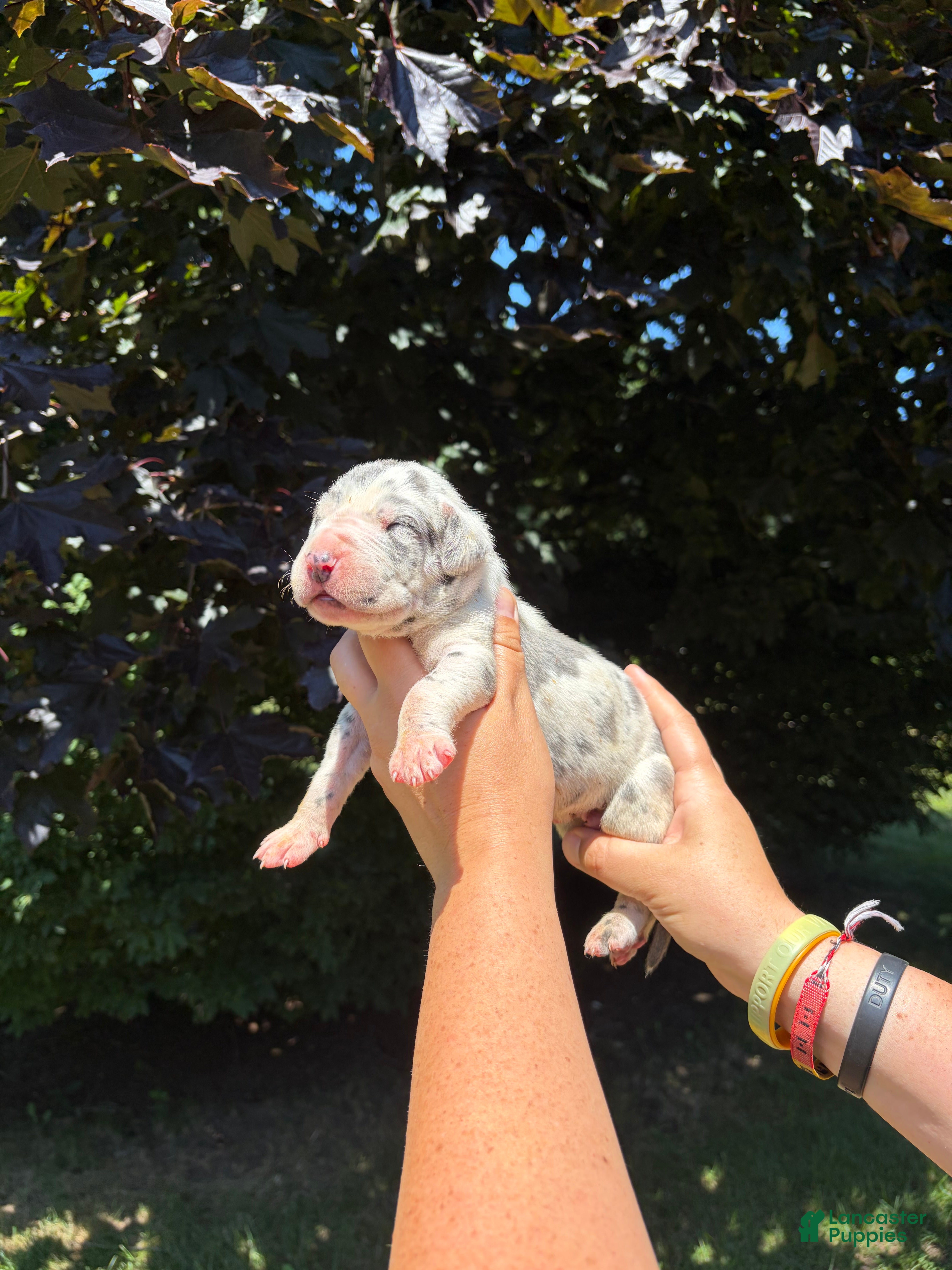 Great Dane dogs Wyatt - Ad 2