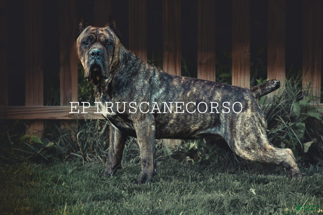 Cane Corso dogs for stud: Stark - Ad 2