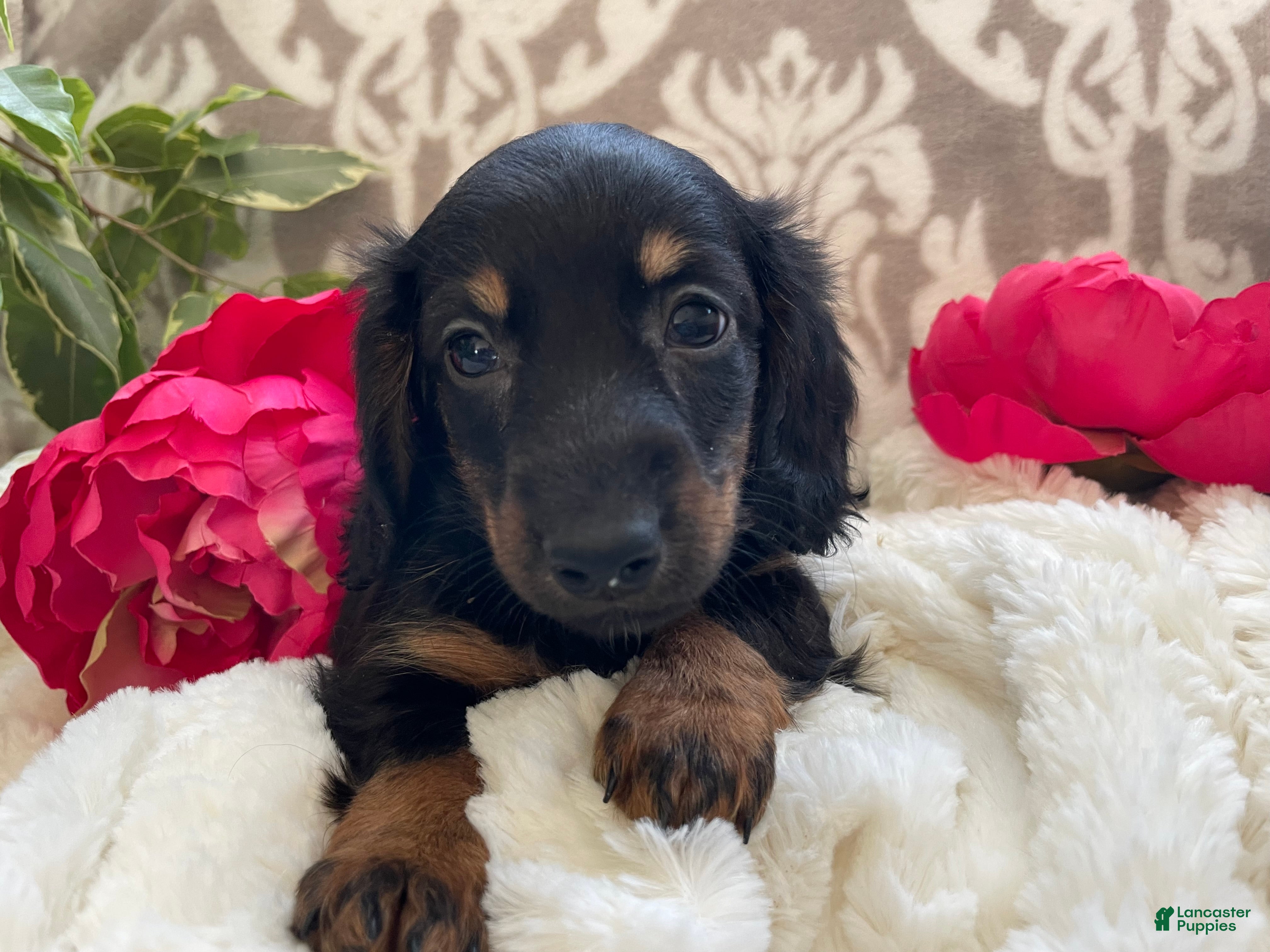 Miniature Dachshund dogs Callie - Ad 2