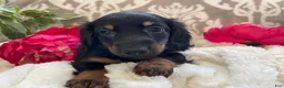 Miniature Dachshund dogs for sale: Callie - Ad 2