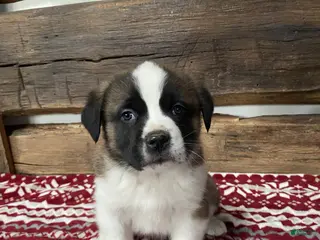 Saint Bernard dogs WILLOW - Ad 41