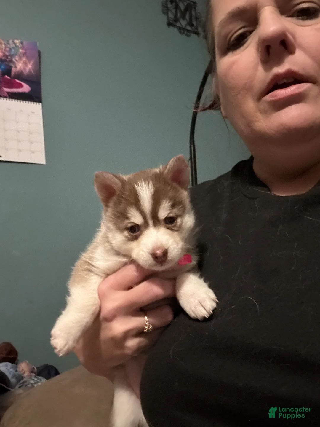Pomsky dogs for sale: Pomsky Puppy 3 - Ad 5