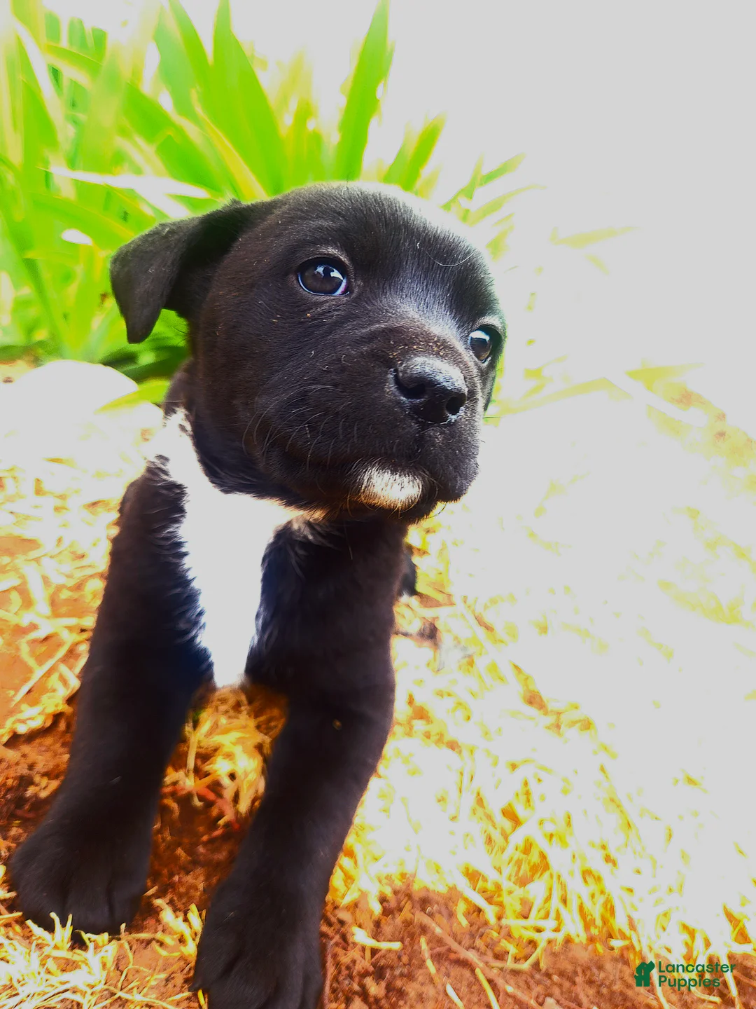 Mixed Breed dogs for sale: Mixed Breed Puppy 4 - Ad 2