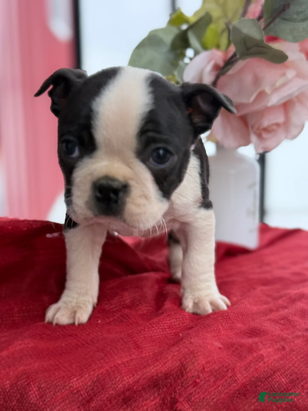 Boston Terrier dogs for sale: Titus - Ad 5