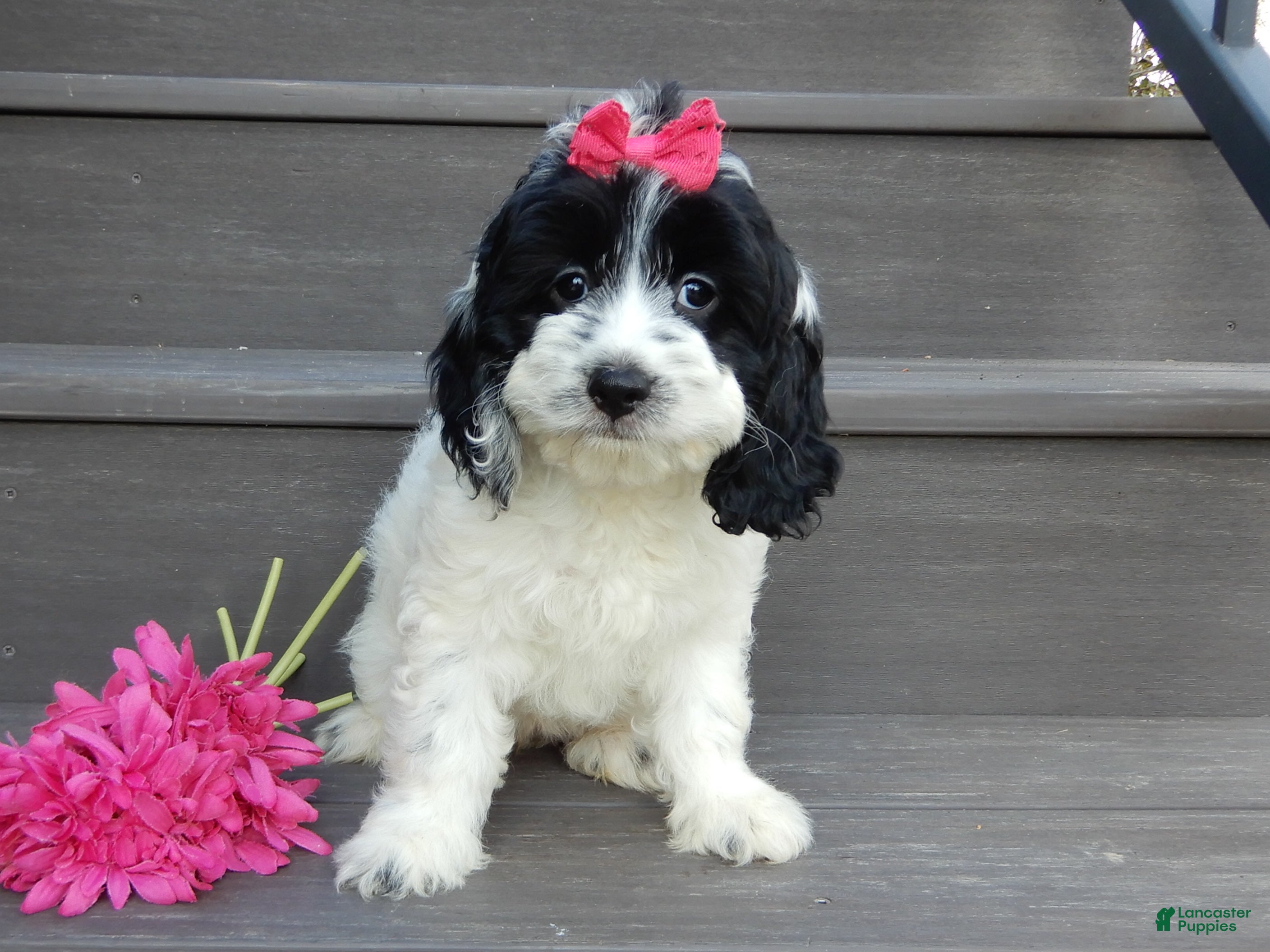Cockapoo dogs for sale: Molly - Ad 1