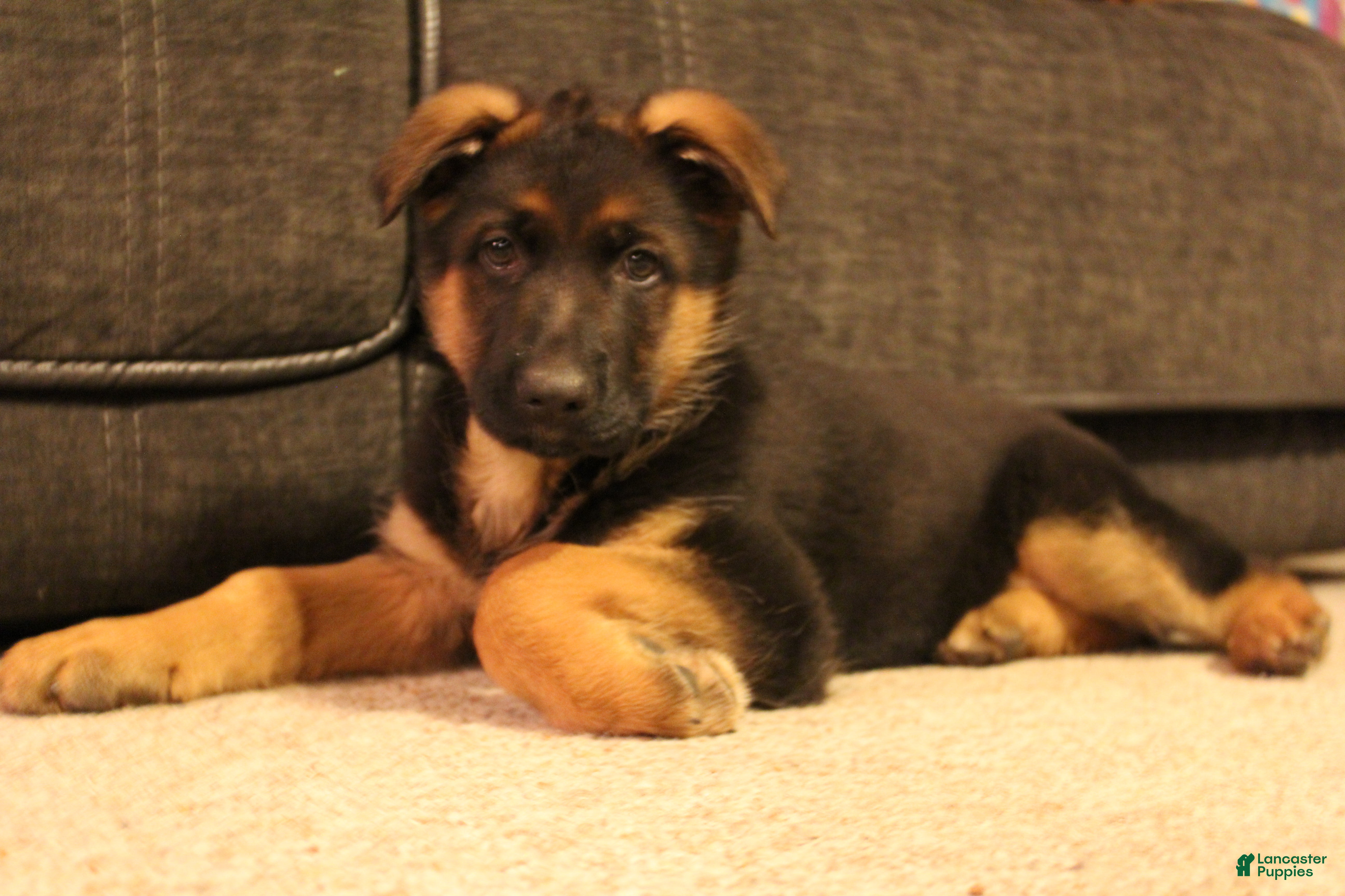 German Shepherd dogs German Shepherd Puppy 1 - Ad 30