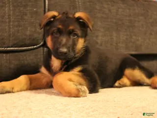 German Shepherd dogs German Shepherd Puppy 1 - Ad 30