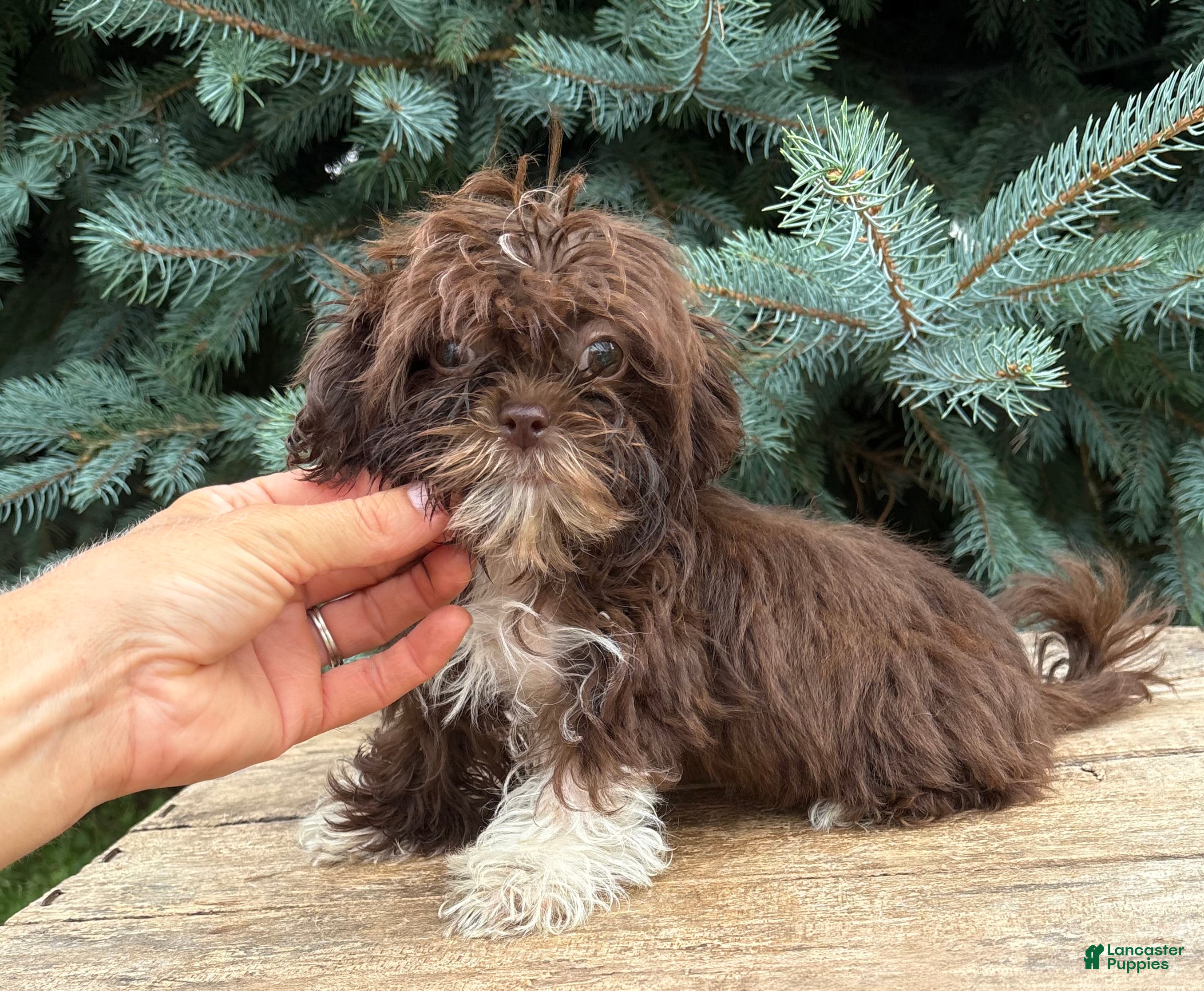 Shih Tzu dogs Hazelnut - Ad 1