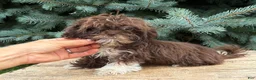 Shih Tzu dogs for sale: Hazelnut - Ad 1