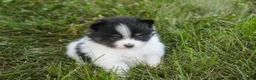Pomeranian dogs for sale: Persephone Pomeranian  - Ad 6