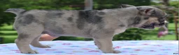 Mixed Breed dogs for sale: Tanka  - Ad 6