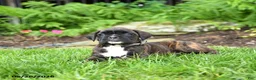 Boxer dogs for sale: Bailey - Ad 3