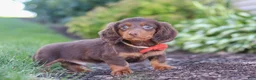 Miniature Dachshund dogs for sale: Leo - Ad 6