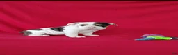 Beabull dogs for sale: Stacy - Ad 6