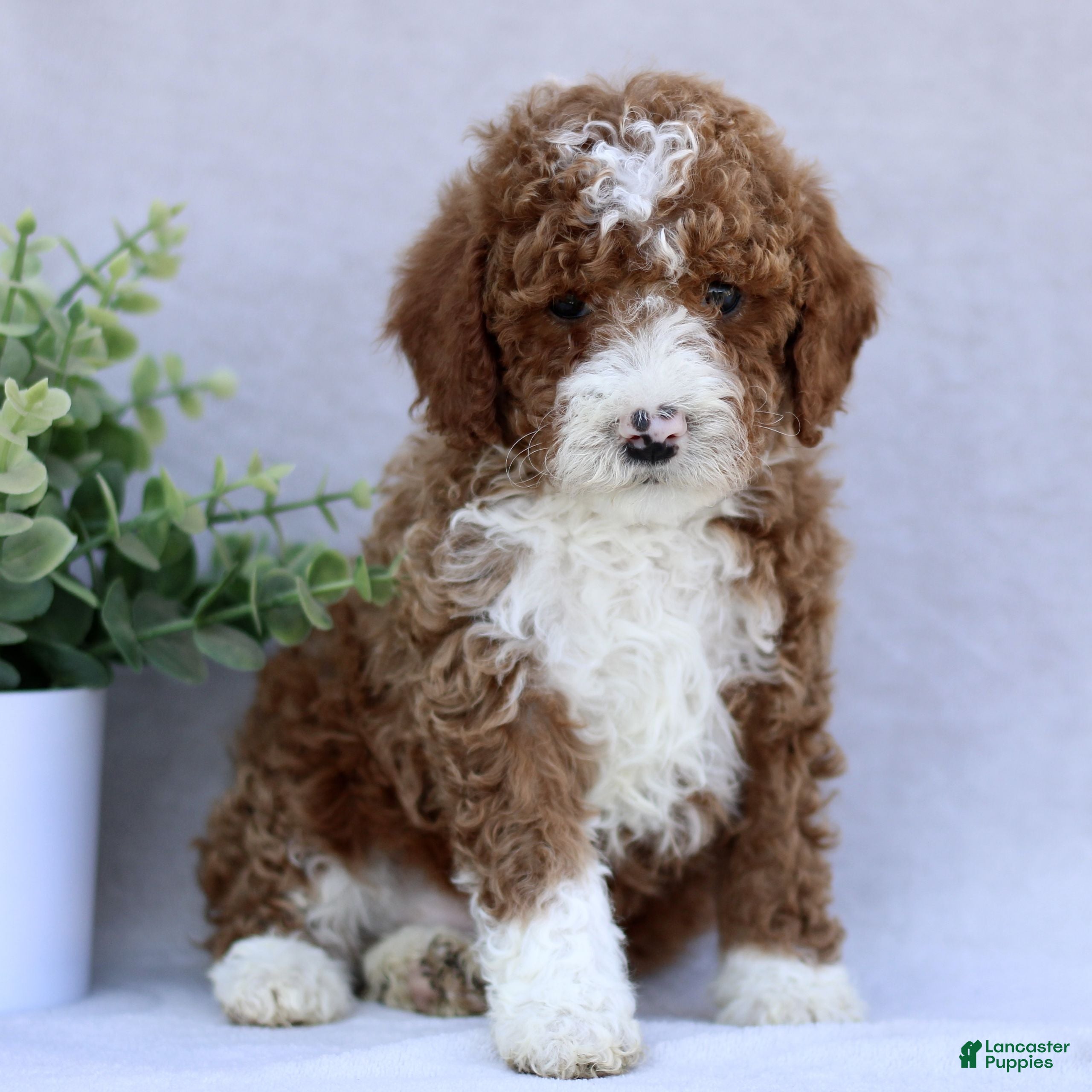 Mini Goldendoodle dogs Tristan  - Ad 1
