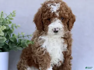 Mini Goldendoodle dogs for sale: Tristan - Ad 4