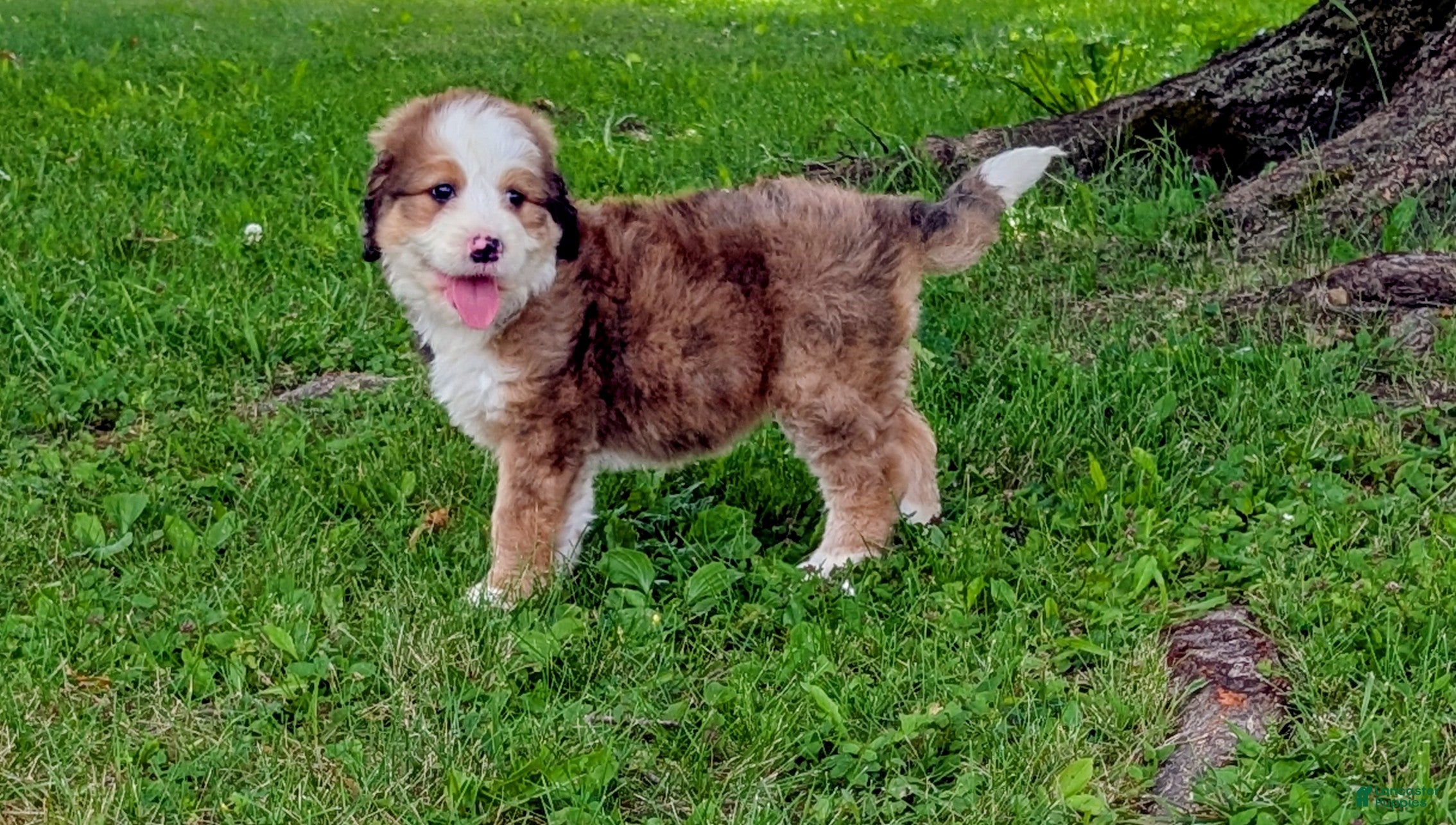 Bernedoodle dogs BELLA LIBERTY - Ad 1