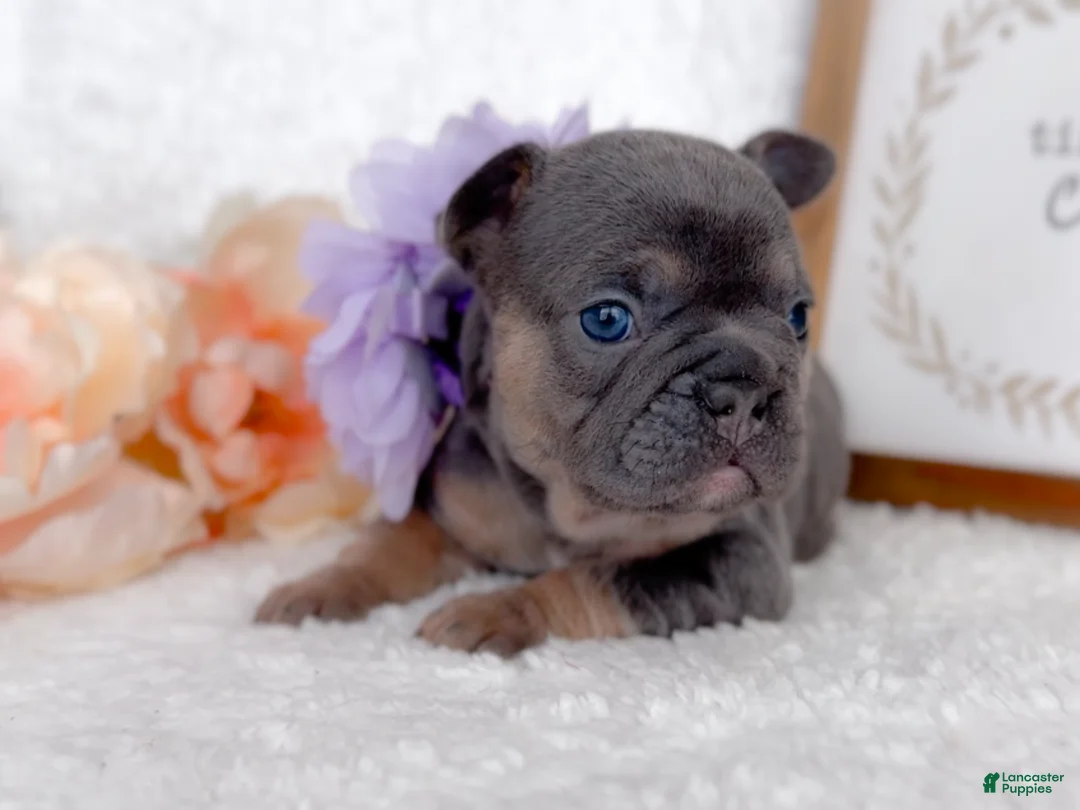 French Bulldog dogs for sale: Snickerdoodle - Ad 9