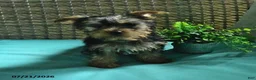 Yorkshire Terrier dogs for sale: Beau - Ad 3