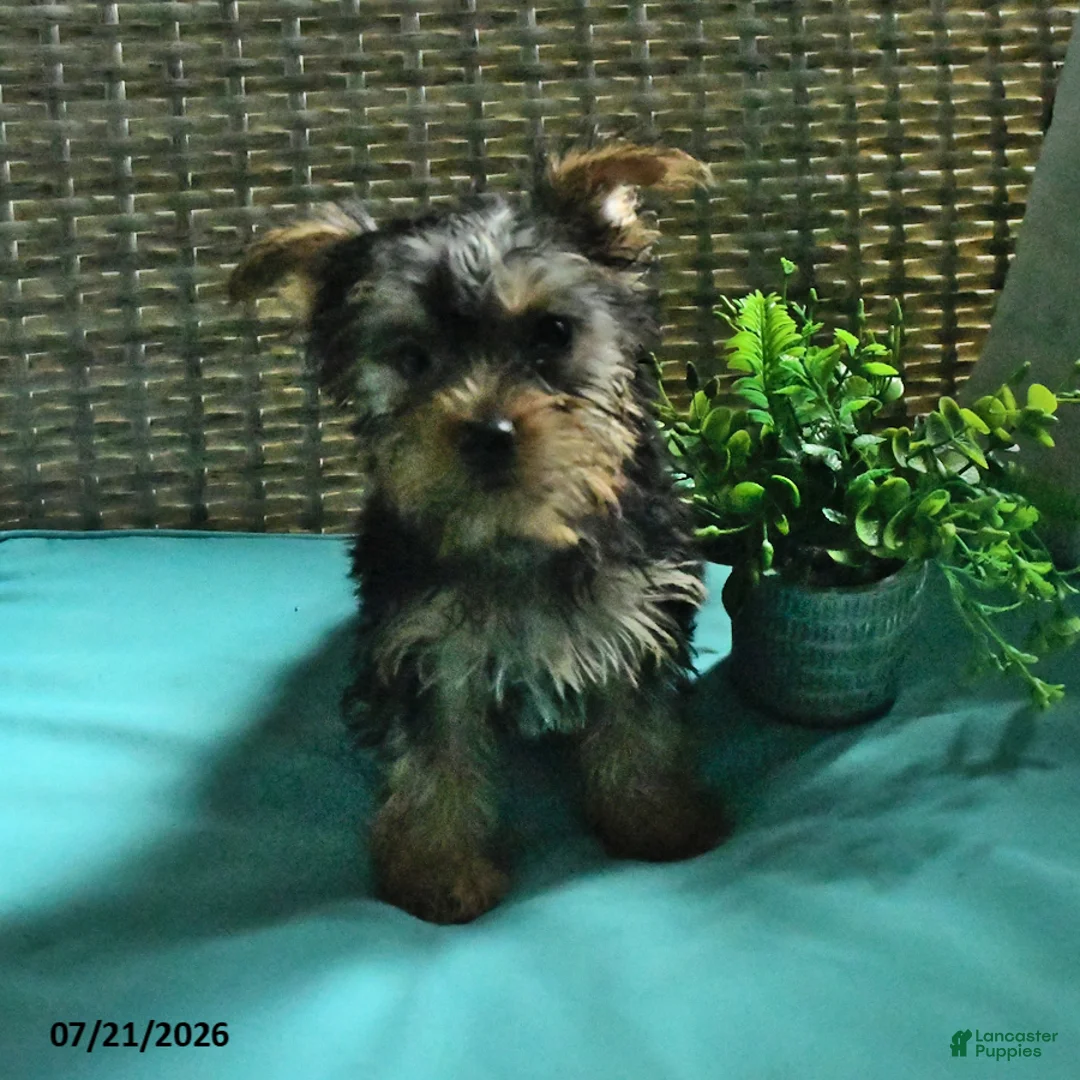 Yorkshire Terrier dogs for sale: Beau - Ad 3