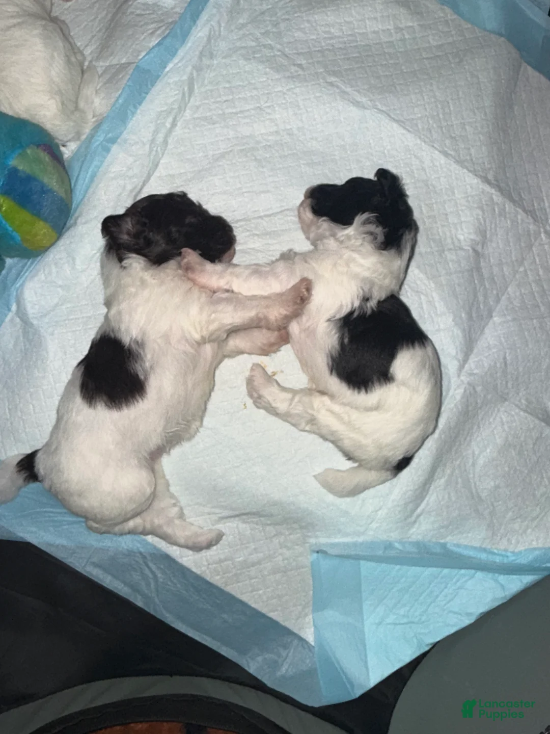 Havapoo dogs for sale: Princess - Ad 1