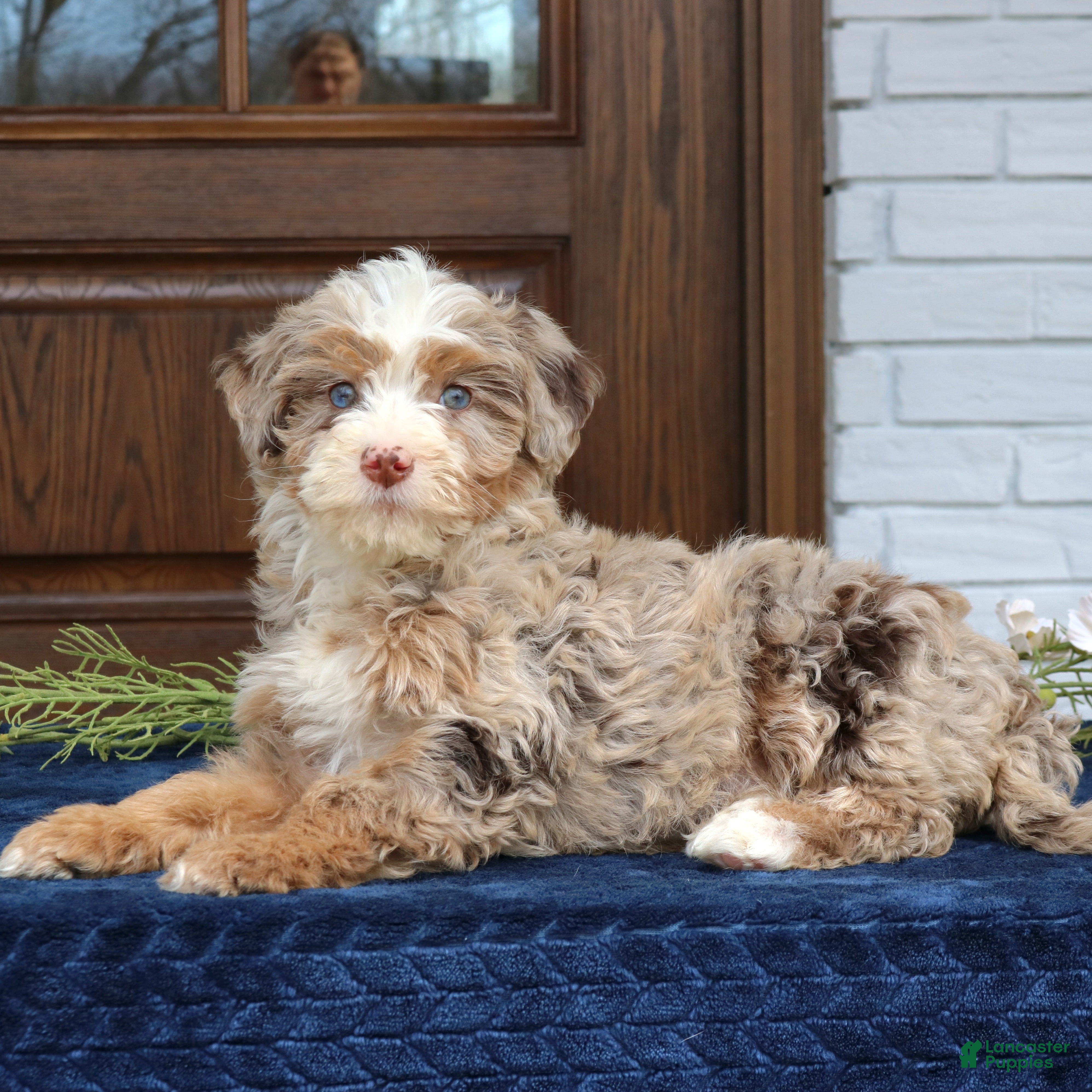 Mini Bernedoodle dogs Vanessa  - Ad 1