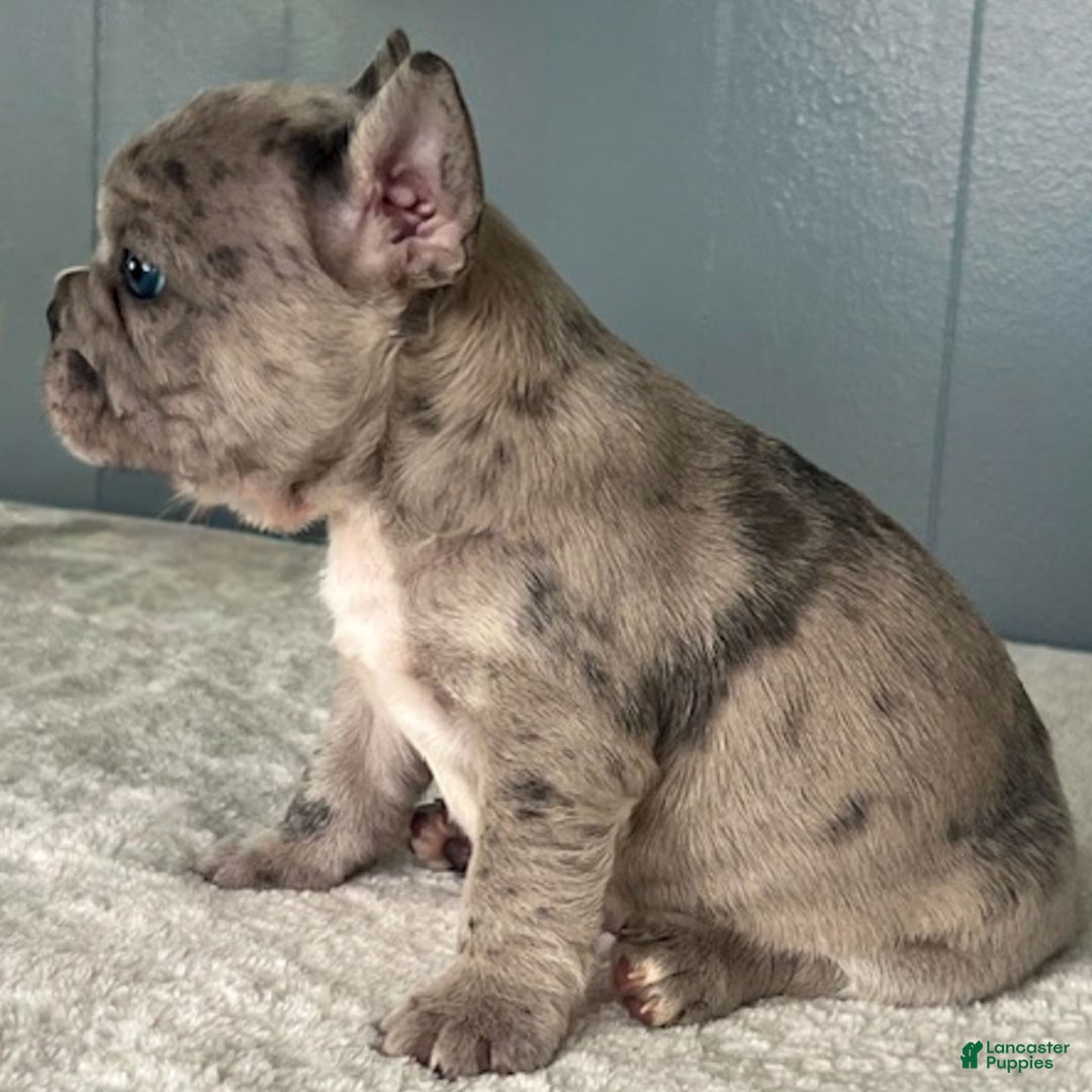 French Bulldog dogs for sale: Oscar - Ad 7