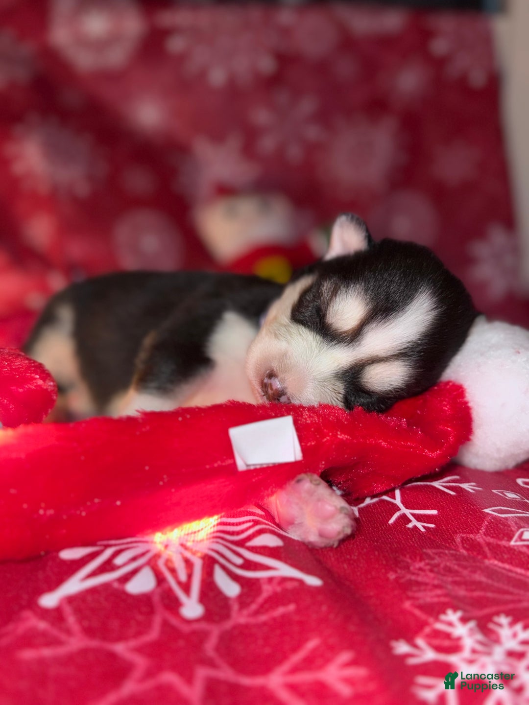 Siberian Husky dogs for sale: BLUE - Ad 5