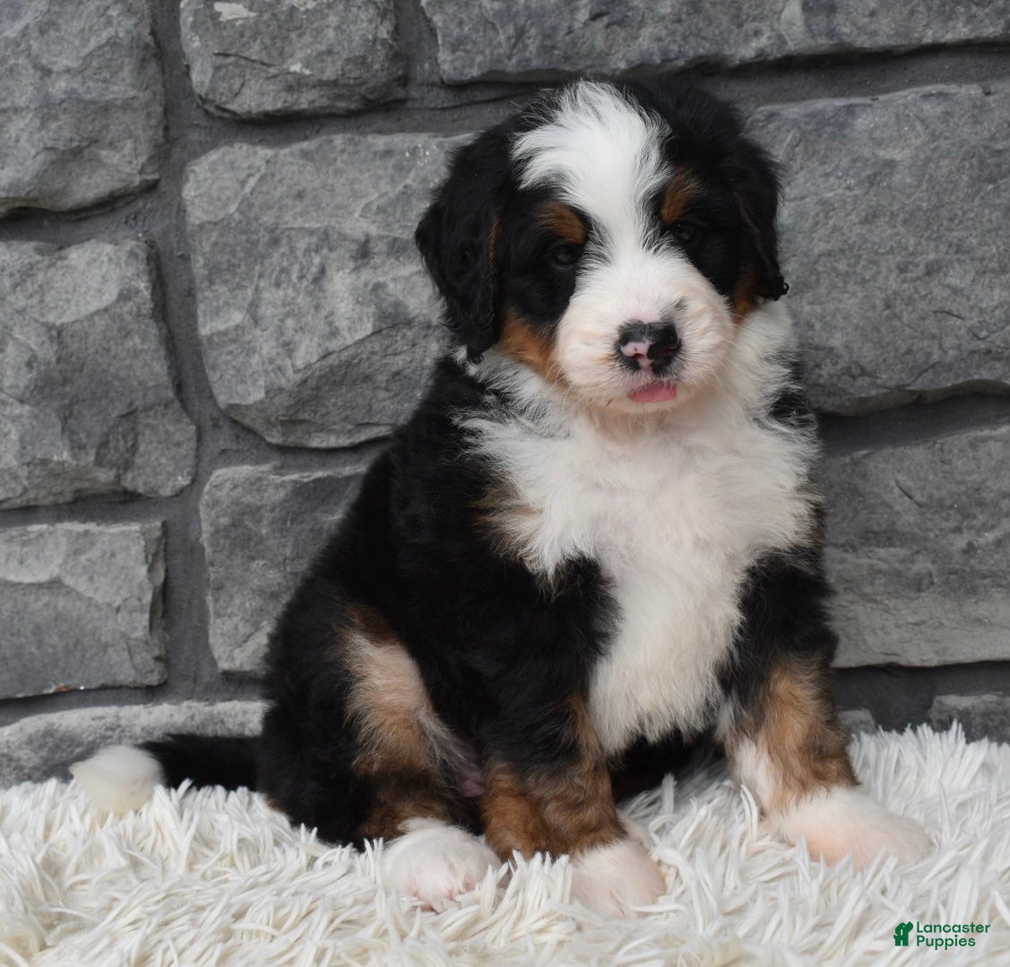 Mini Bernedoodle dogs Cash  - Ad 1