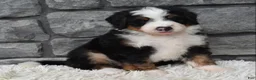Mini Bernedoodle dogs for sale: Cash  - Ad 1