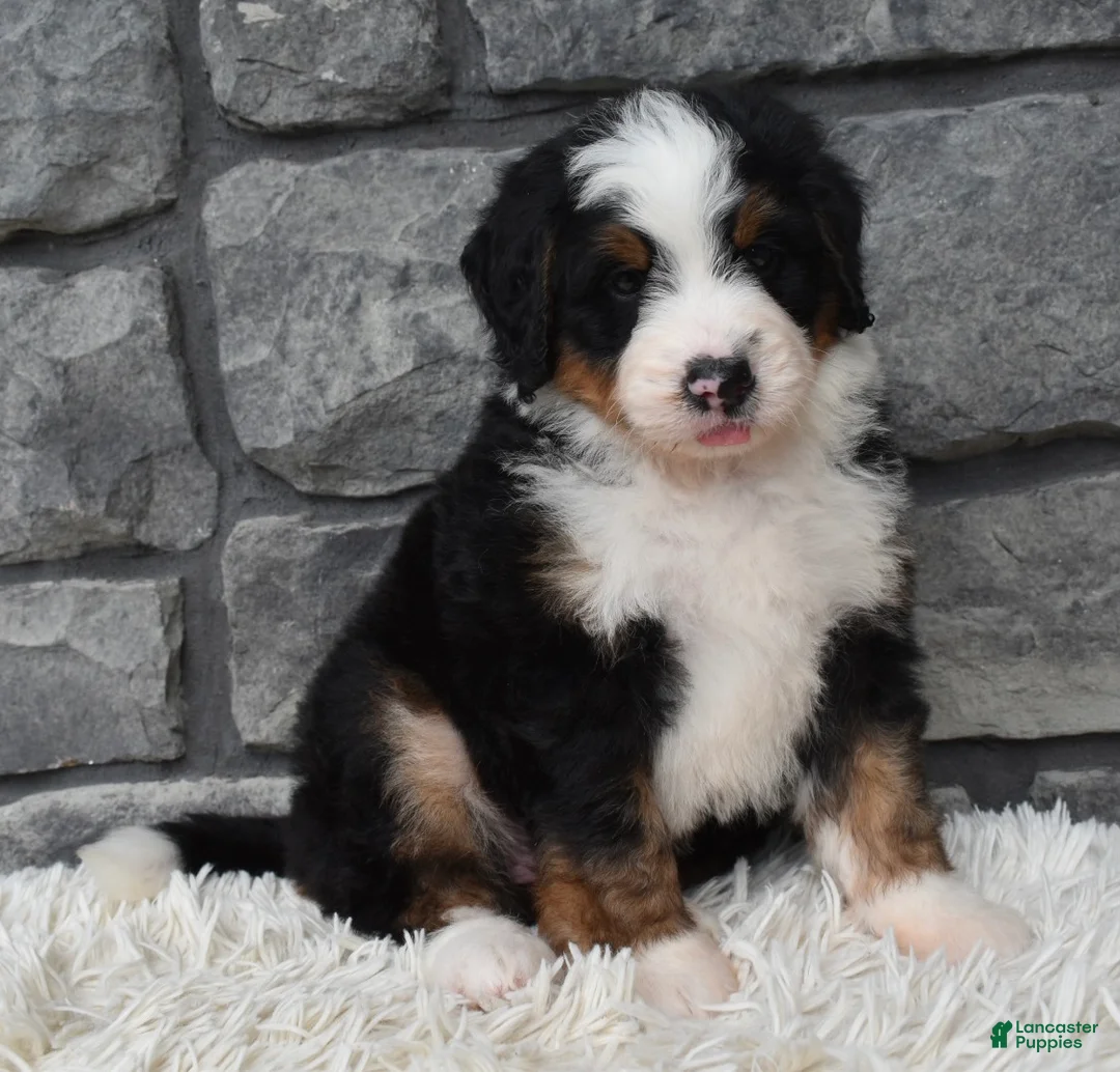 Mini Bernedoodle dogs for sale: Cash  - Ad 1