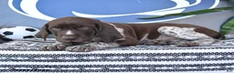 German Shorthaired Pointer dogs for sale: Cody - Ad 4