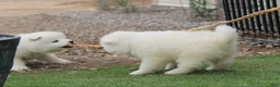 Samoyed dogs for sale: Aspen - Ad 4