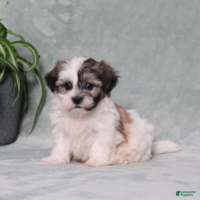 Teddy Bear dogs Duncan - Ad 2