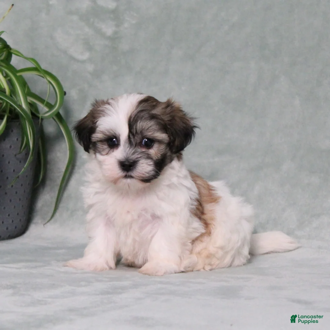 Teddy Bear dogs for sale: Duncan - Ad 2