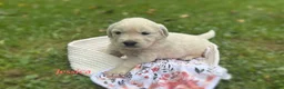 Golden Retriever dogs for sale: Jessica  - Ad 3