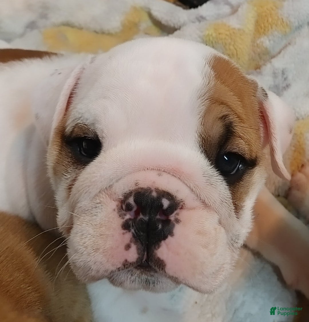 English Bulldog dogs for sale: Harry - Ad 6