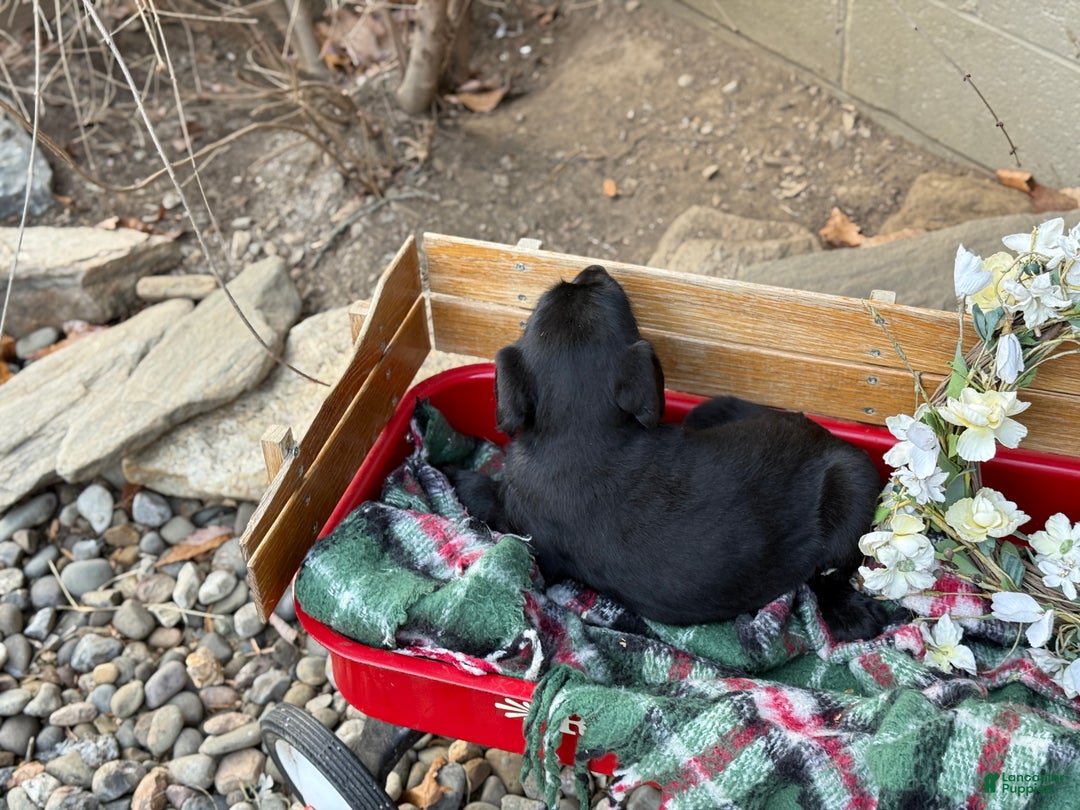 Mixed Breed dogs for sale: Rubie - Ad 5