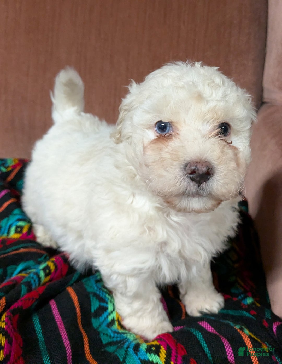 Bichpoo dogs for sale: Bumper - Ad 1