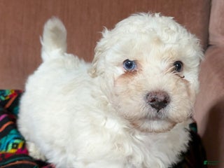 Bichpoo dogs Bumper - Ad 20