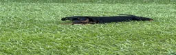 Catahoula Leopard Dog dogs for sale: Black Girl - Ad 3