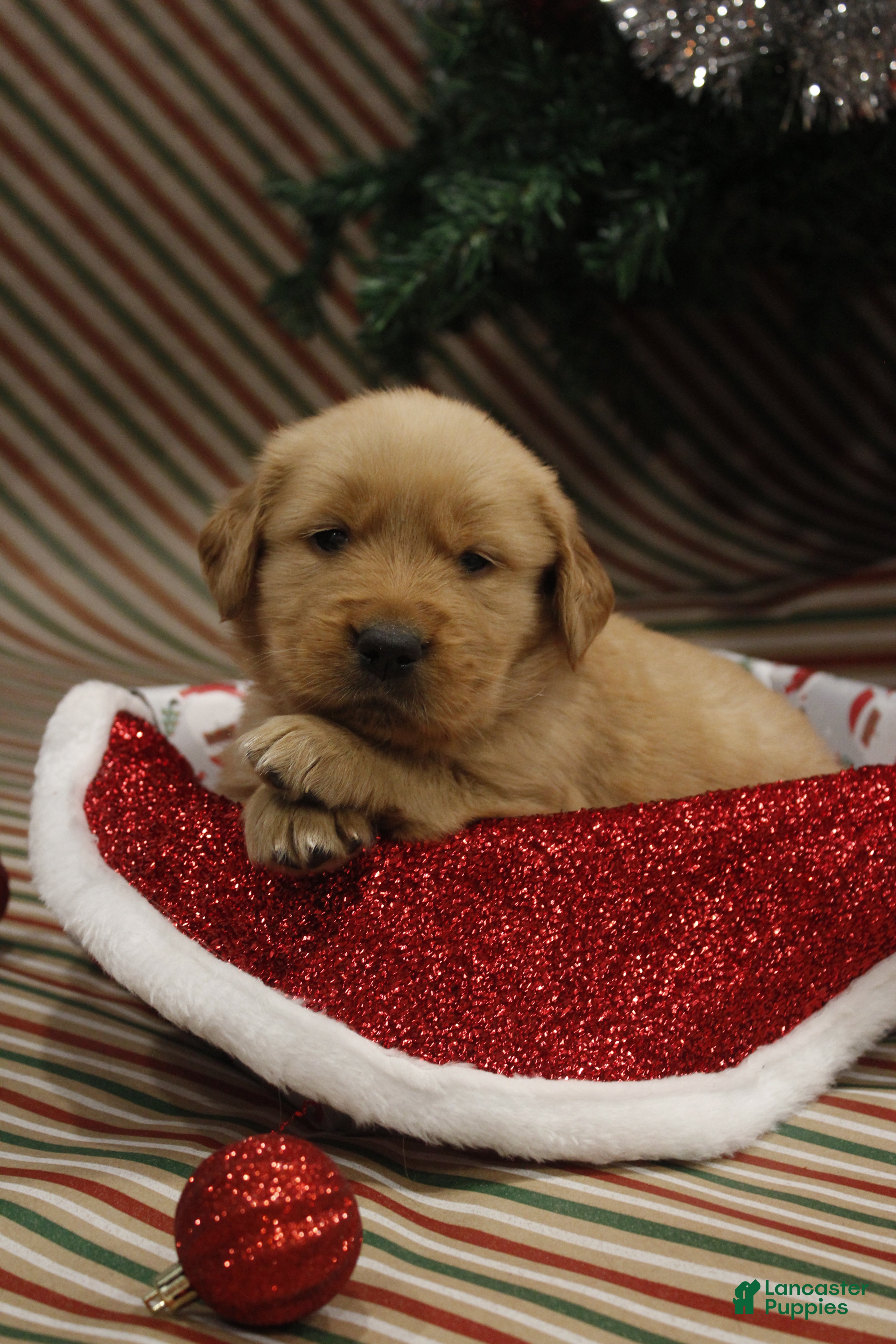 Golden Retriever dogs Holly  - Ad 23