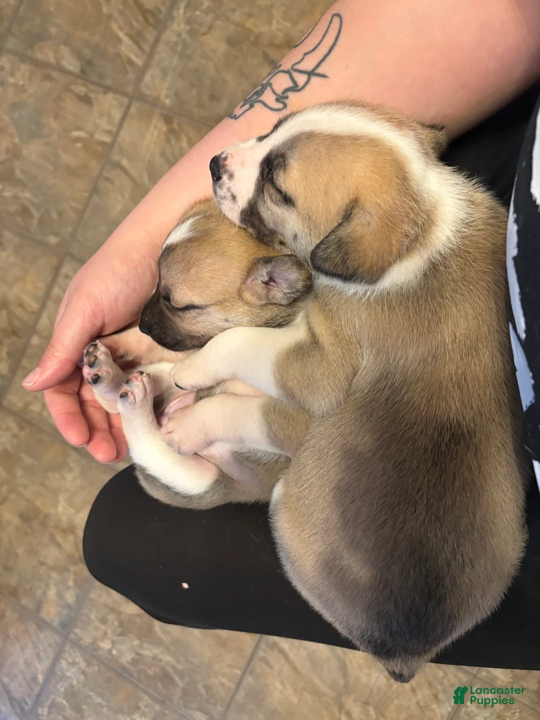 Mixed Breed dogs for sale: Amy - Ad 2