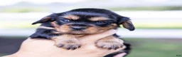 Cavalier King Charles Spaniel dogs for sale: Spanky - Ad 17