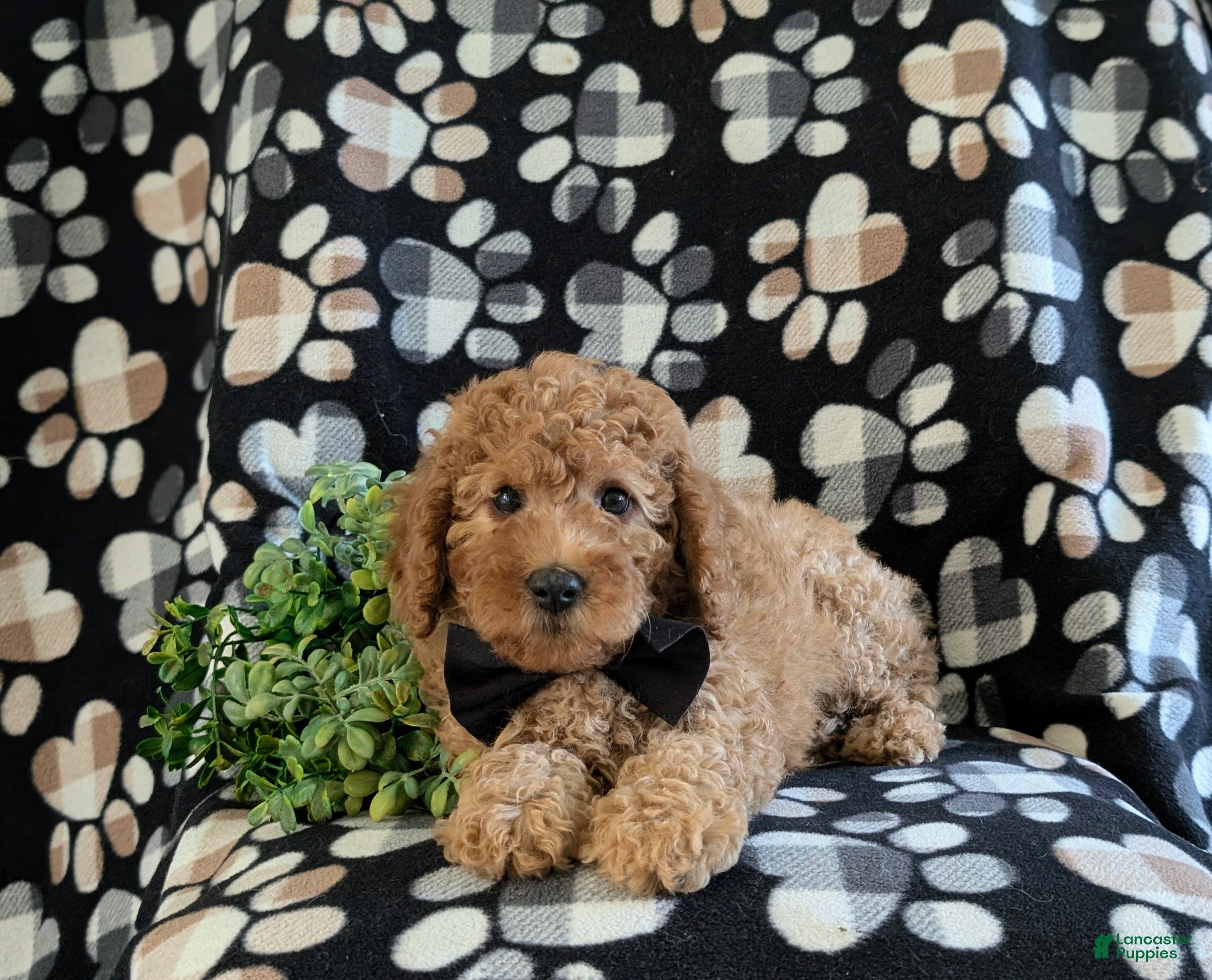 Miniature Poodle dogs Skete - Ad 2