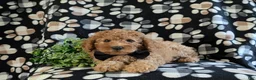 Miniature Poodle dogs for sale: Skete - Ad 5