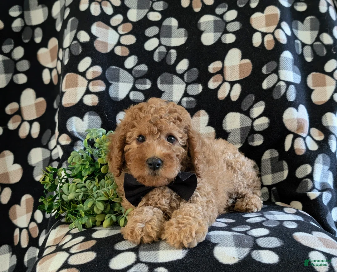 Miniature Poodle dogs for sale: Skete - Ad 5