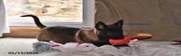 Belgian Malinois dogs for sale: Lacey - Ad 2